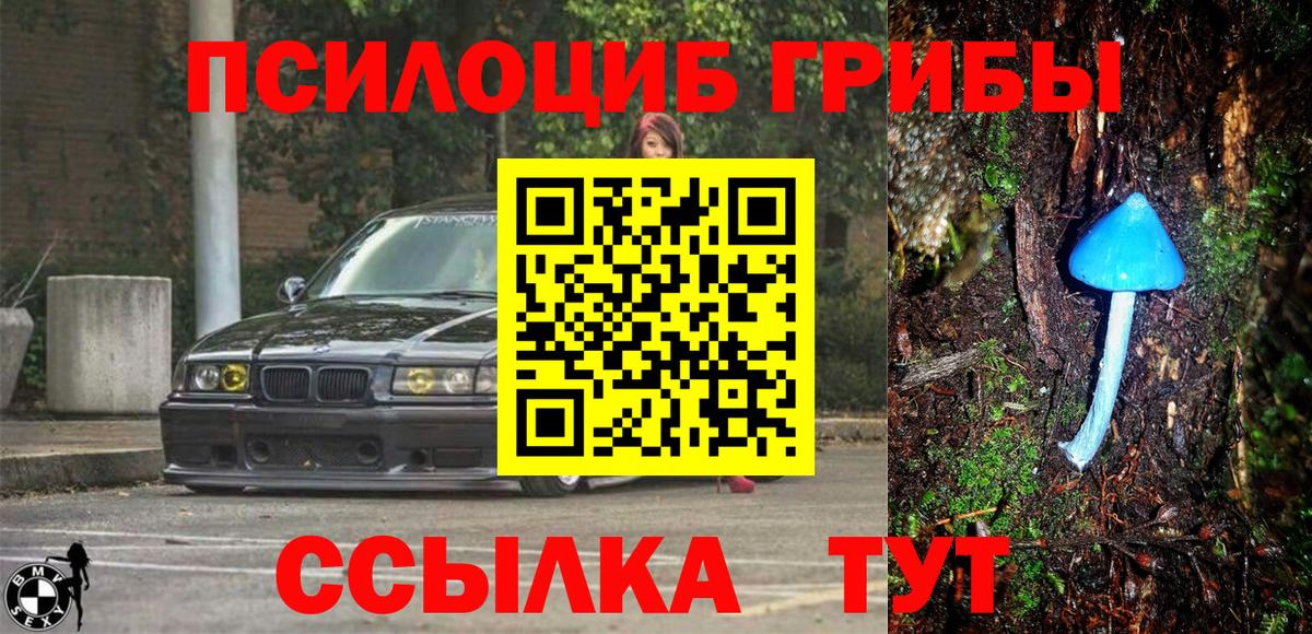 Псилоцибиновые грибы Psilocybe  Брянск 